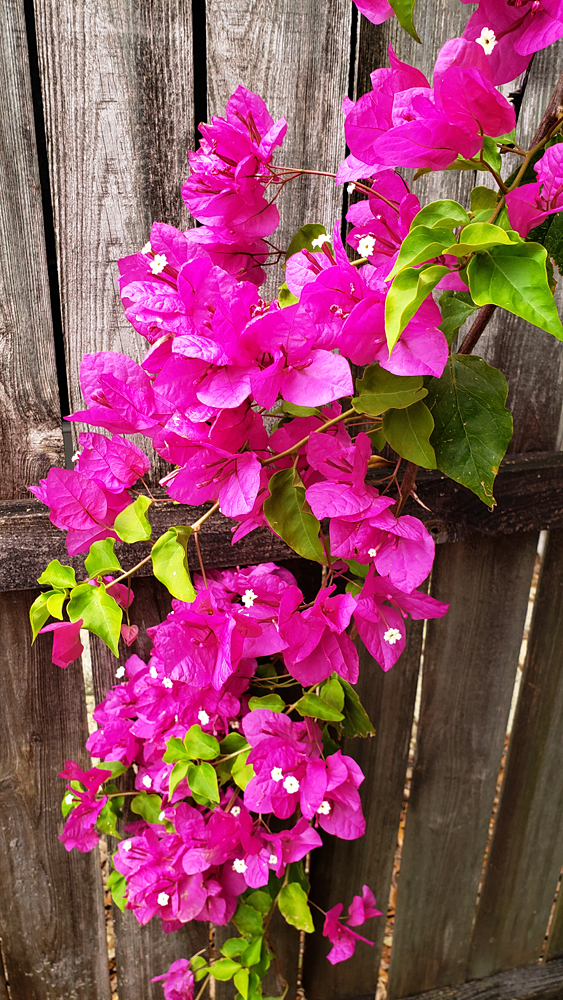 a bouganvillea tree with brilliant pink blossoms