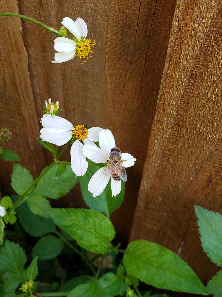 a close-up of a bee pollinating a flower