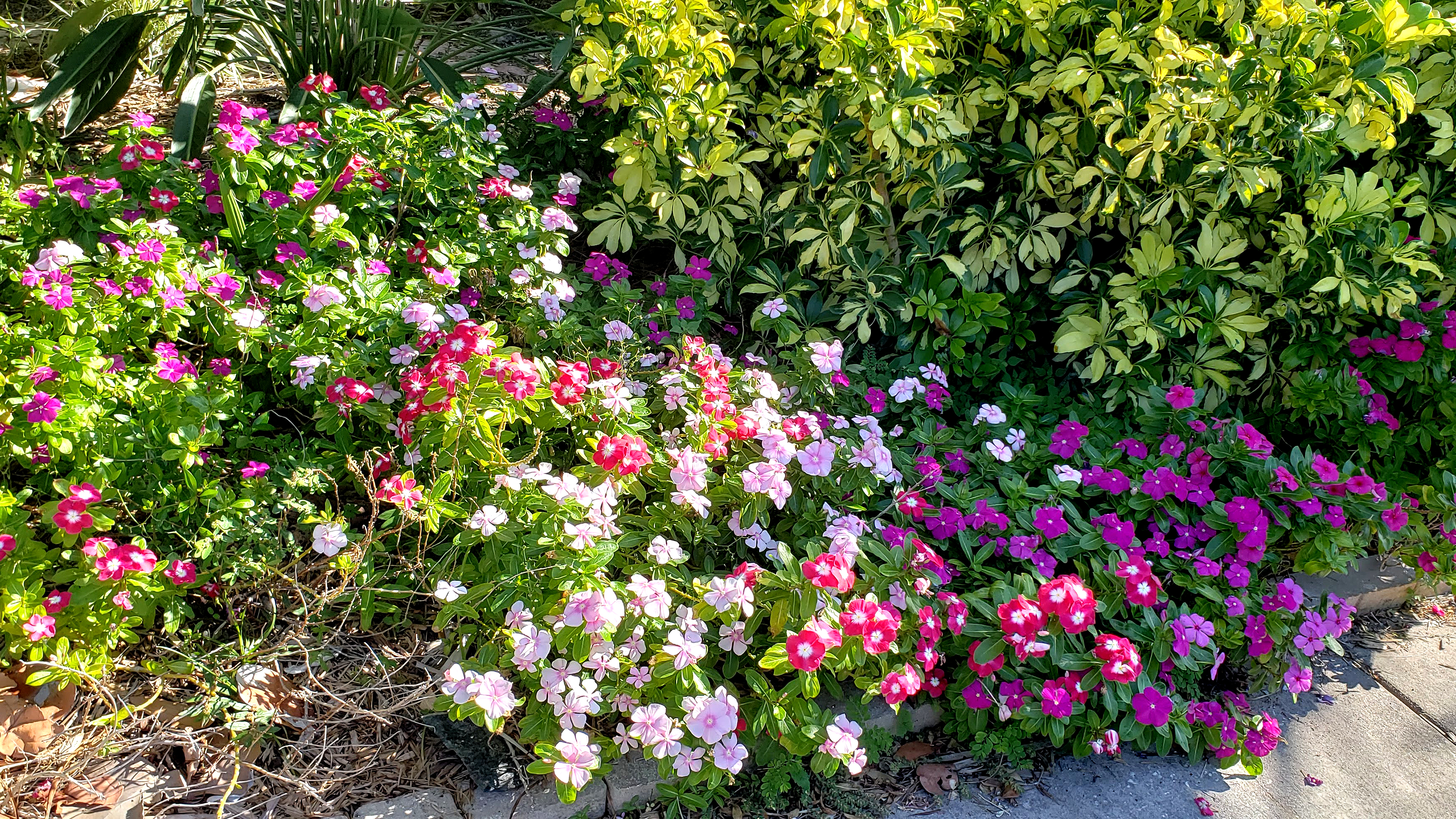 colorful flowers along a sidewalk