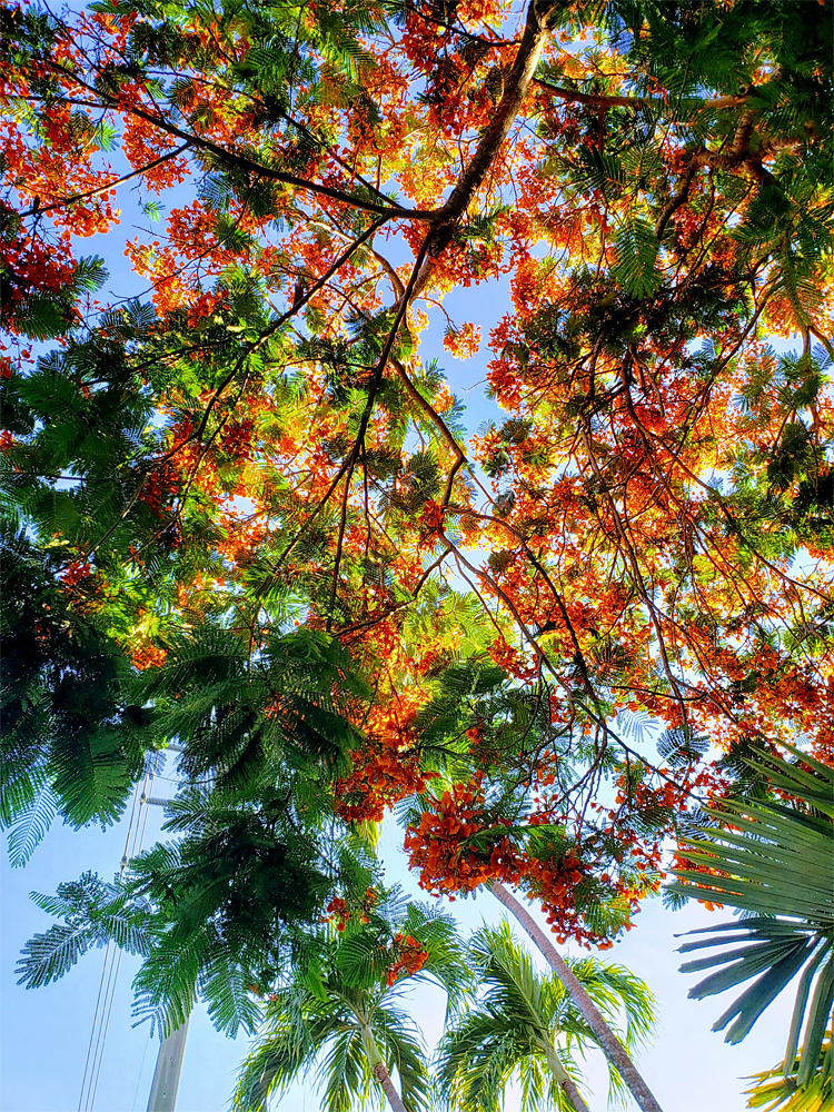 a tree with brilliant orange flowers