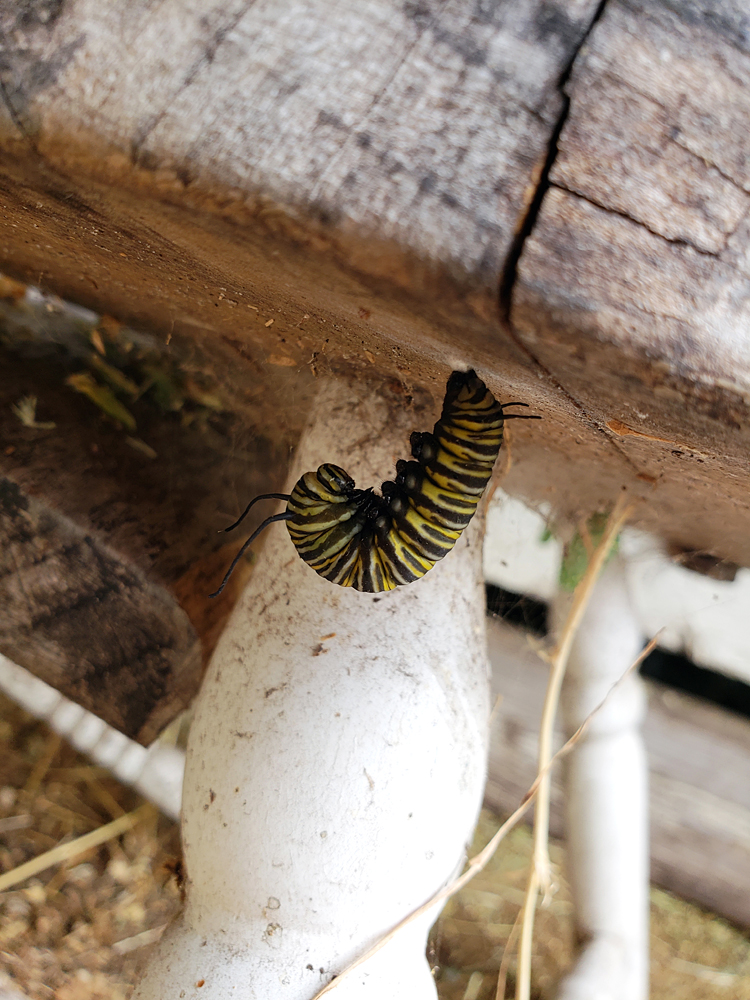 a monarch butterfly preparing to build its cocoon