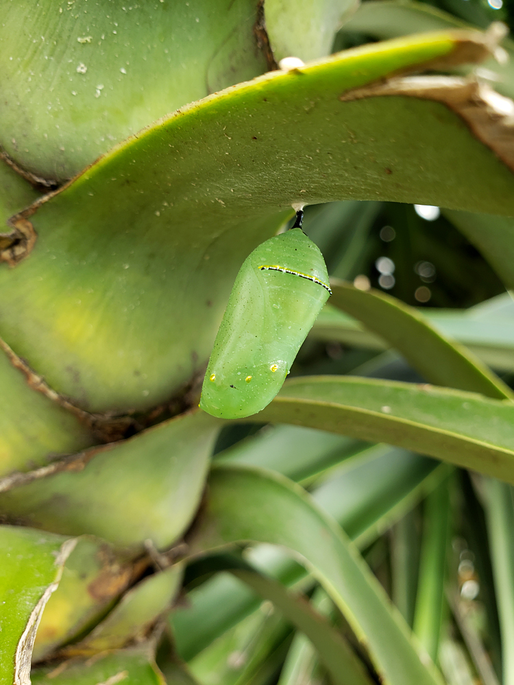 a brilliant green monarch butterfly cocoon