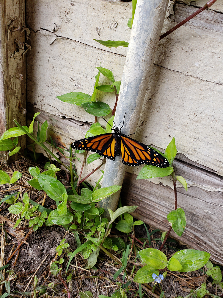 a newly emerged monarch butterfly drying its wings