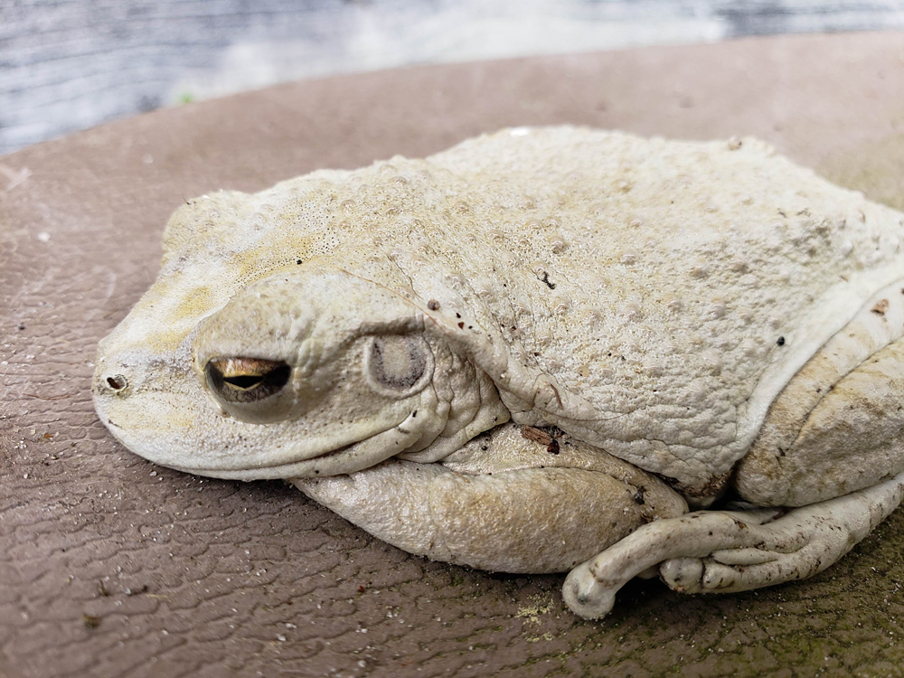 a peaceful old Cuban tree frog resting on an outside chair