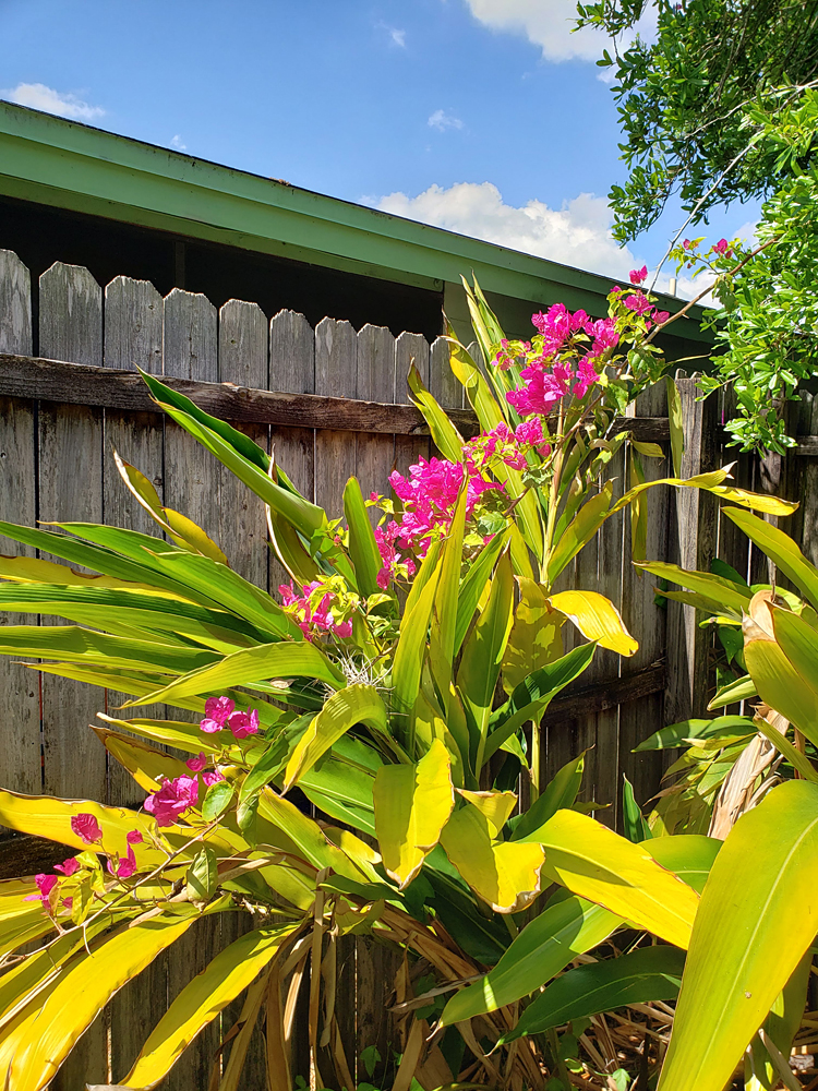 the brilliant fuschia blooms of a bougainvillea tree