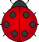 a ladybug