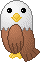 a bald eagle