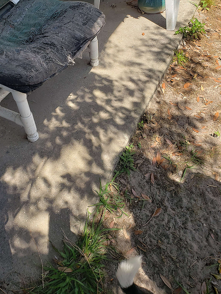 The shadows of tree foliage on the ground; the eclipsed sun causes the bits of sun filtering through the leaves to display as many overlapping crescent shapes!