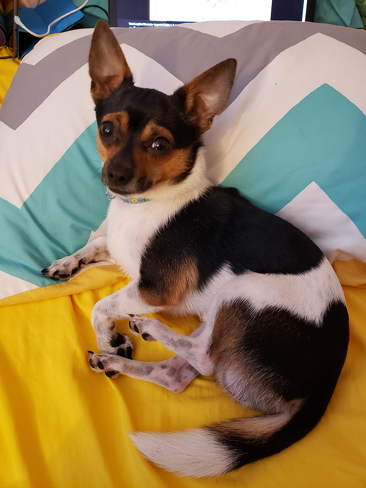 a small dog with white, black and brown markings. He is half chihuahua and possibly half jack russel.