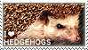 I love hedgehogs