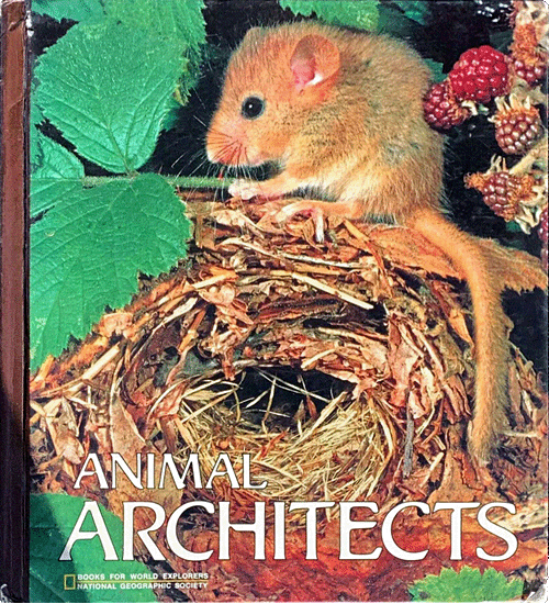 Animal Architects by Pat Robins