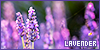 lavendar (plant)