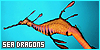 sea dragons