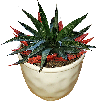 a medium-sized succulent  with thick, emerald leaves speckled with white bumps, giving it a reptilian texture