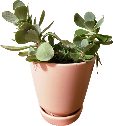 a small succulent featuring rosettes of fleshy, flat, grayish-green leaves