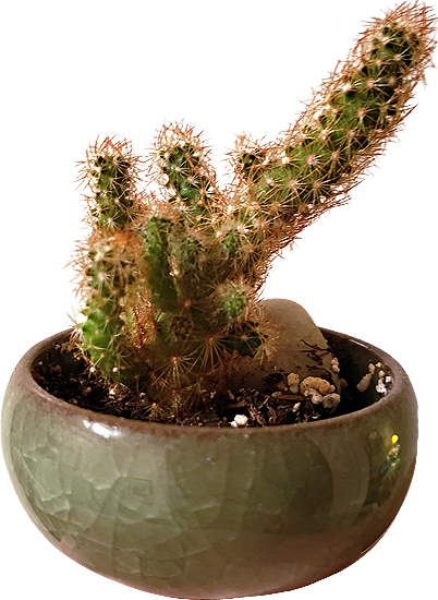 a teeny tiny cactus in a teeny tiny planter