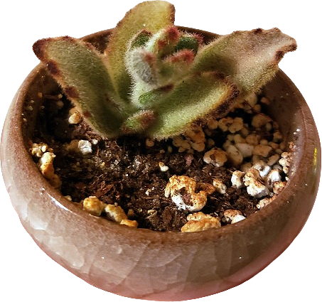 a small succulent featuring a rosette of fuzzy, fleshy, light green leaves