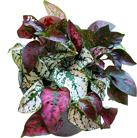 a small plant with deep green leaves generously speckled with color, in shades of pink, white and red