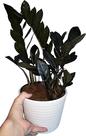 a plant with several shoots, up to about a foot tall, with glossy black leaves.