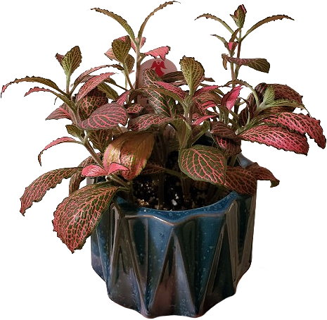 a small red-veined fittonia plant