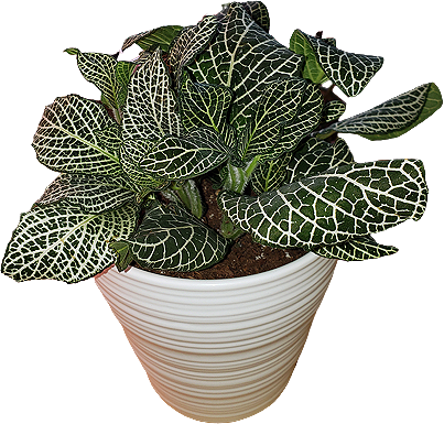 a small white-veined fittonia plant