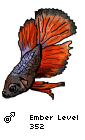 A betta fish